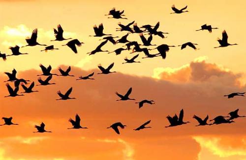 uccelli_migratori
